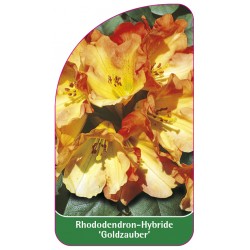 Rhododendon 'Goldzauber'