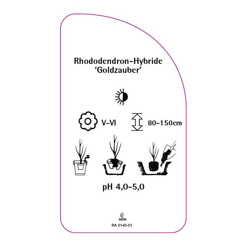 rhododednron-goldzauber-0