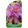 rhododendron-goldfinger-1