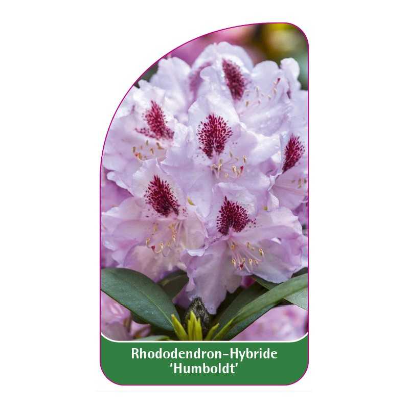 rhododendron-humboldt-1