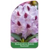 rhododendron-humboldt-1