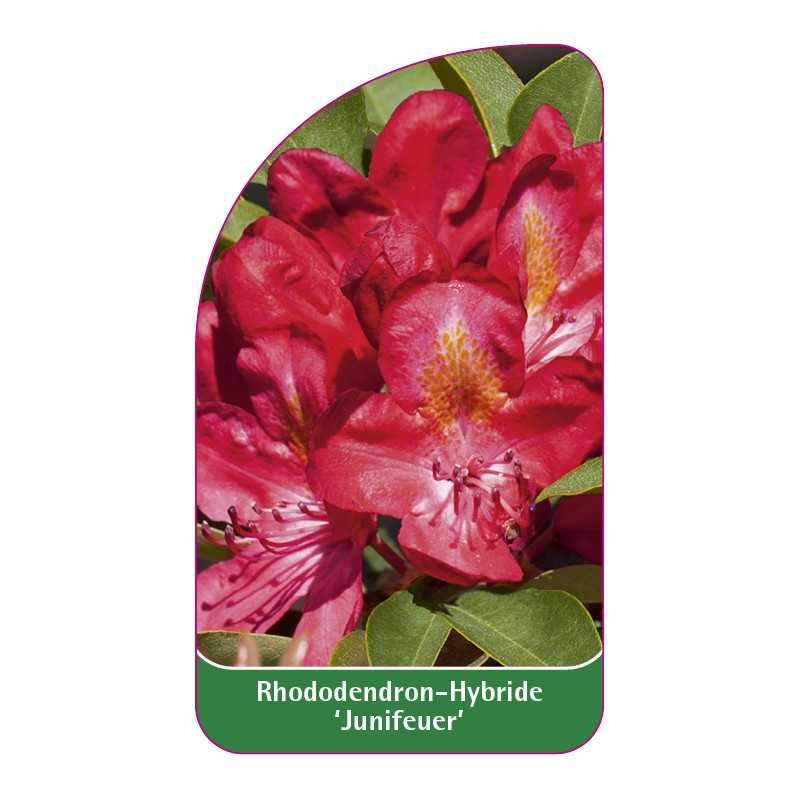 rhododendron-junifeuer-1