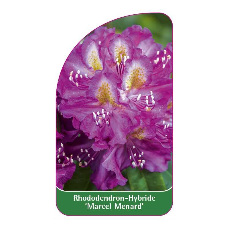 rhododendron-marcel-menard-1