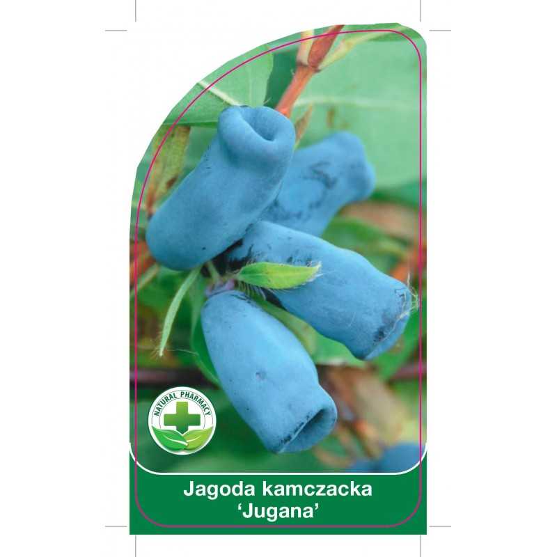 jagoda-kamczacka-jugana-1