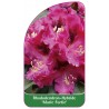 rhododendron-marie-fortie-1