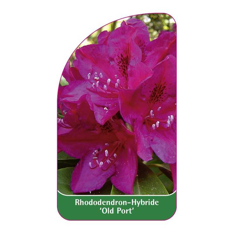 rhododendron-old-port-1