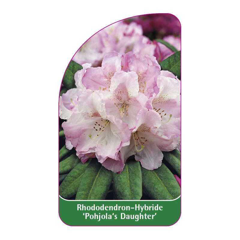 rhododendron-pohjola-s-daughter-1