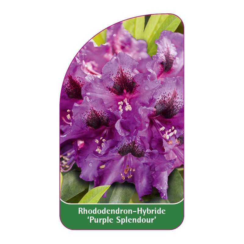 rhododendron-purple-splendour-1