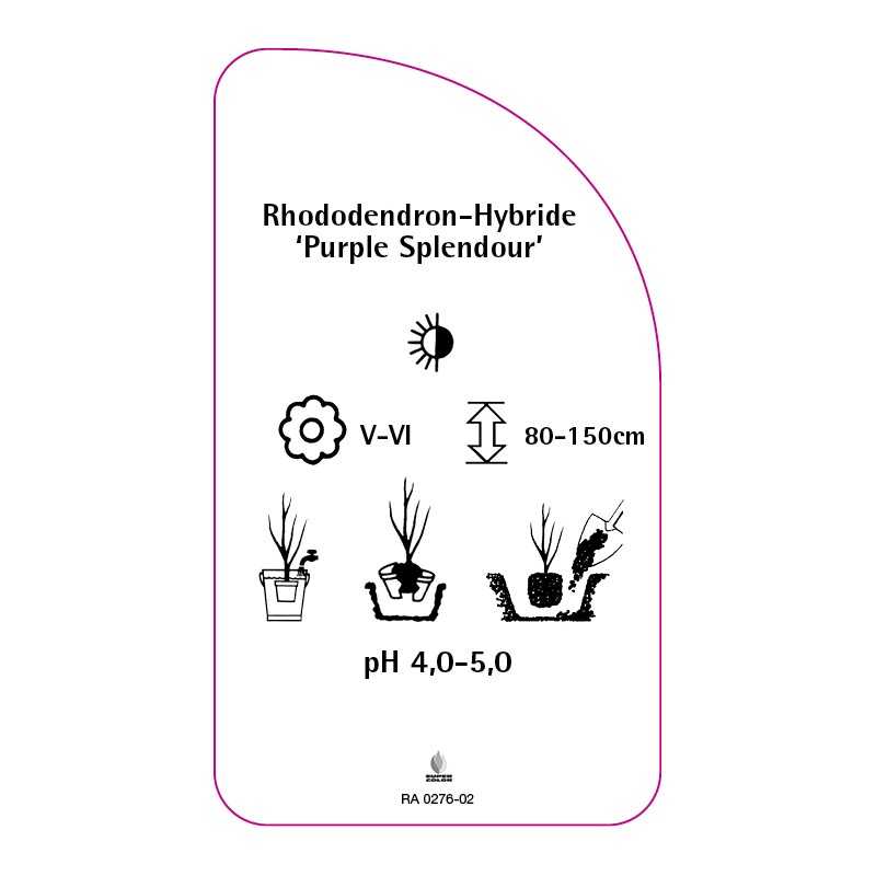rhododendron-purple-splendour-0