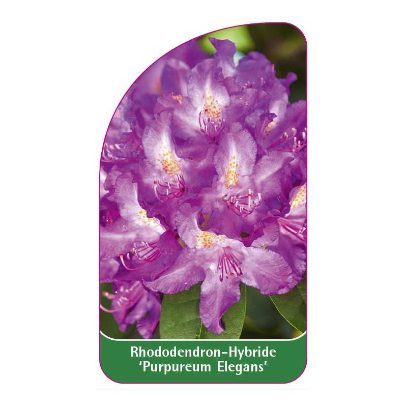 rhododendron-purpureum-elegans-1