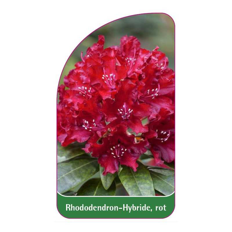 rhododendron-hybride-rot-a1
