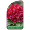 rhododendron-hybride-rot-a1