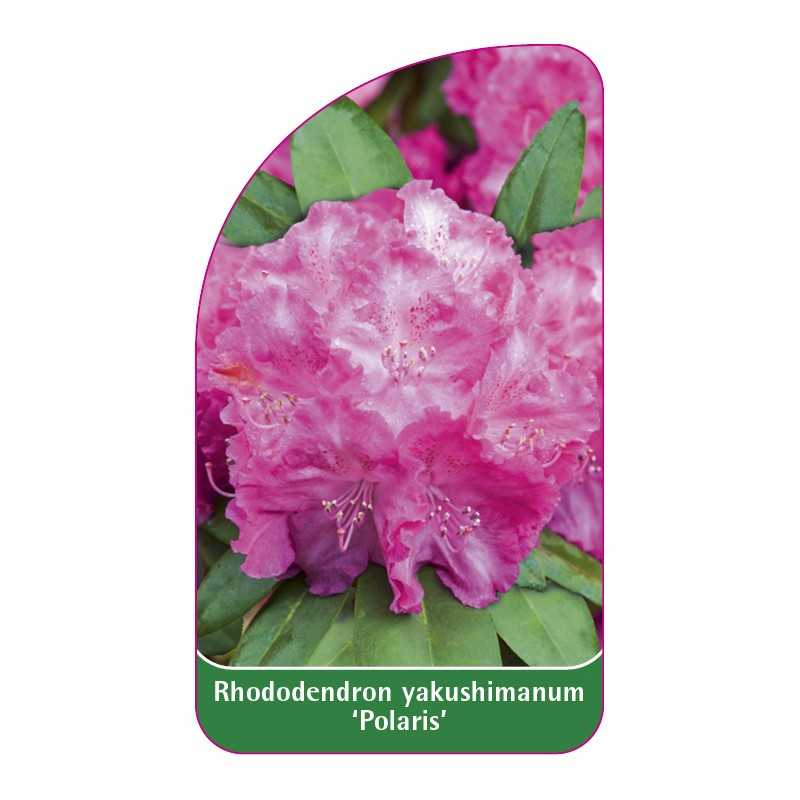 rhododendron-yakushimanum-polaris-1