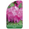 rhododendron-yakushimanum-polaris-1