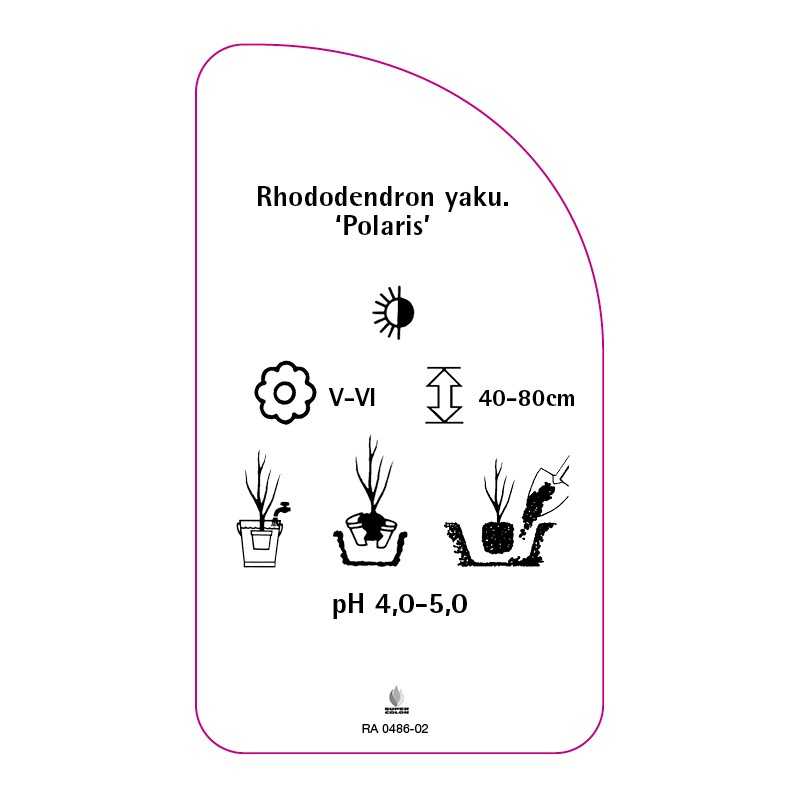 rhododendron-yakushimanum-polaris-0