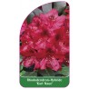 rhododendron-karl-naue-1