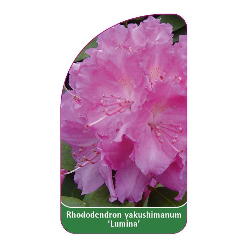 rhododendron-yakushimanum-lumina-1