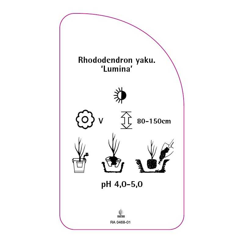 rhododendron-yakushimanum-lumina-0