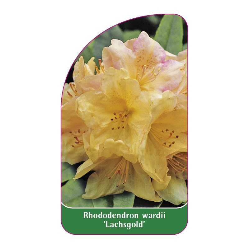 rhododendron-wardii-lachsgold-1
