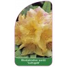 rhododendron-wardii-lachsgold-1