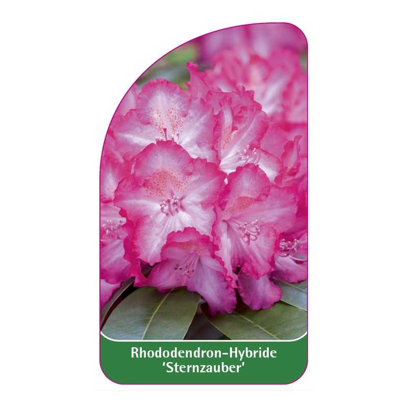 rhododendron-sternzauber-1