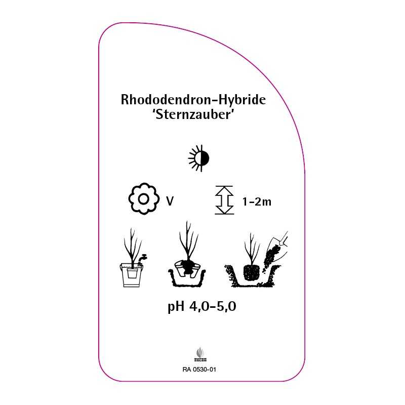 rhododendron-sternzauber-0