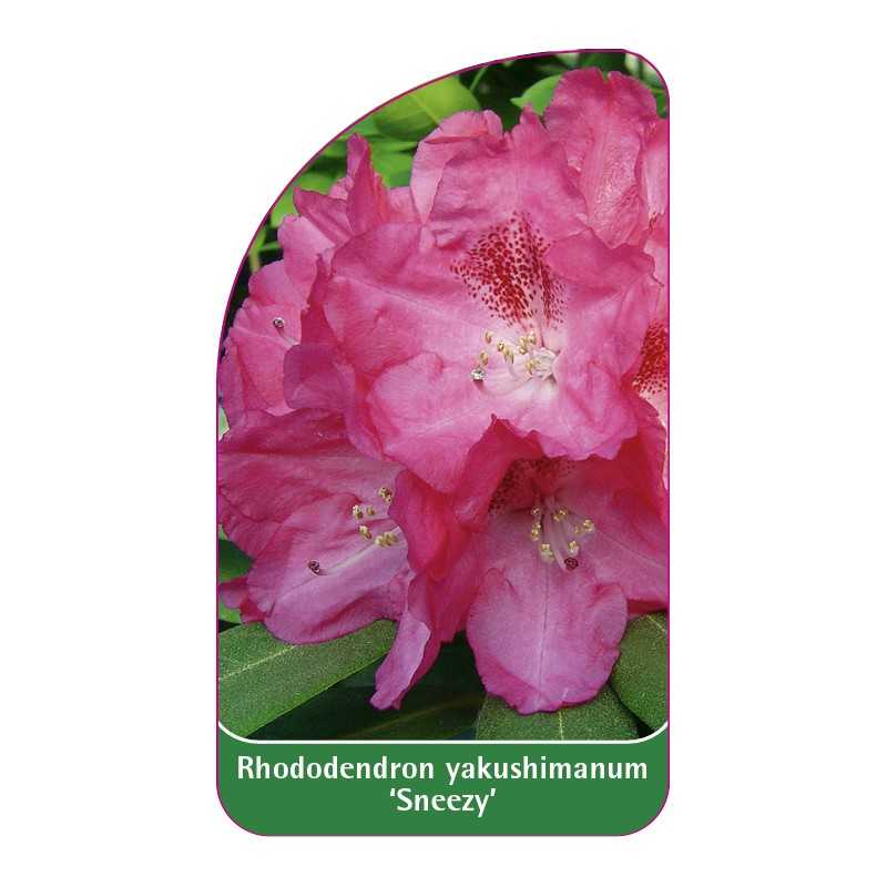 rhododendron-yakushimanum-sneezy-1