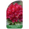 rhododendron-sammetglut-b1