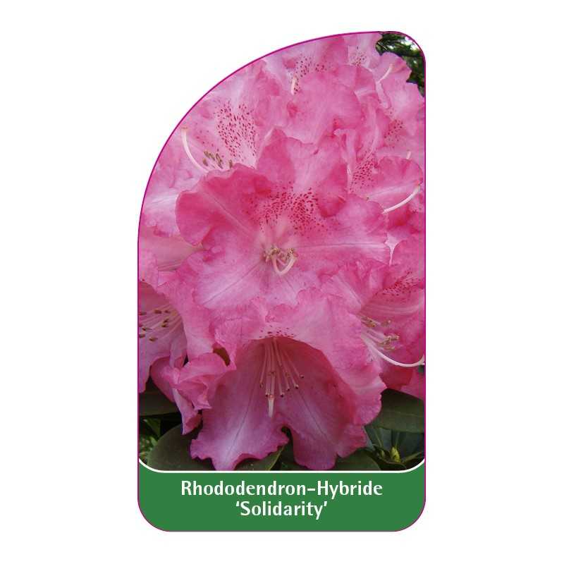 rhododendron-solidarity-1