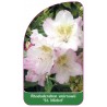 rhododendron-smirnowii-st-michel-1