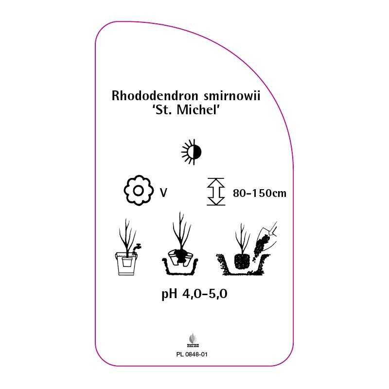 rhododendron-smirnowii-st-michel-0
