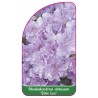 rhododendron-obtusum-elsie-lee-1