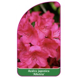Azalea japonica 'Allotria' - B