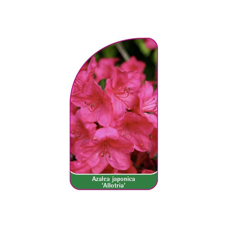 azalea-japonica-allotria-b1