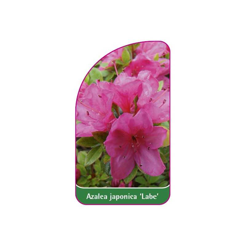 azalea-japonica-labe-1