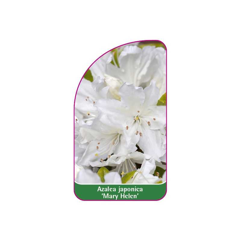 azalea-japonica-mary-helen-mini1
