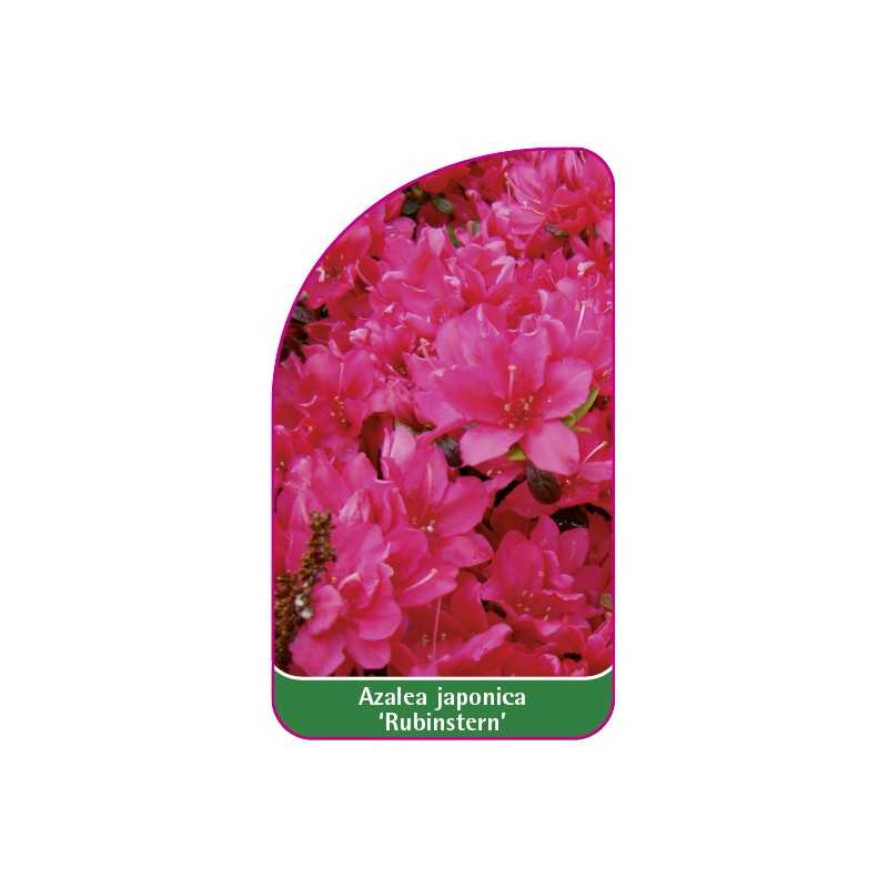 azalea-japonica-rubinstern-a1