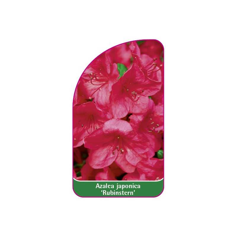azalea-japonica-rubinstern-b1
