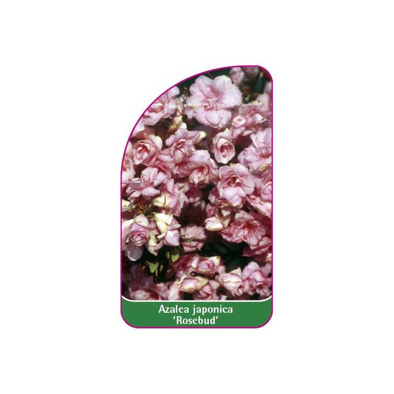 azalea-japonica-rosebud-1