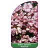 azalea-japonica-rosebud-1