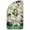 azalea-japonica-schneezwerg-1