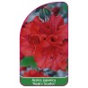 azalea-japonica-vuyk-s-scarlet-1