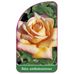 Róża wielkokwiatowa 205 (mini)
