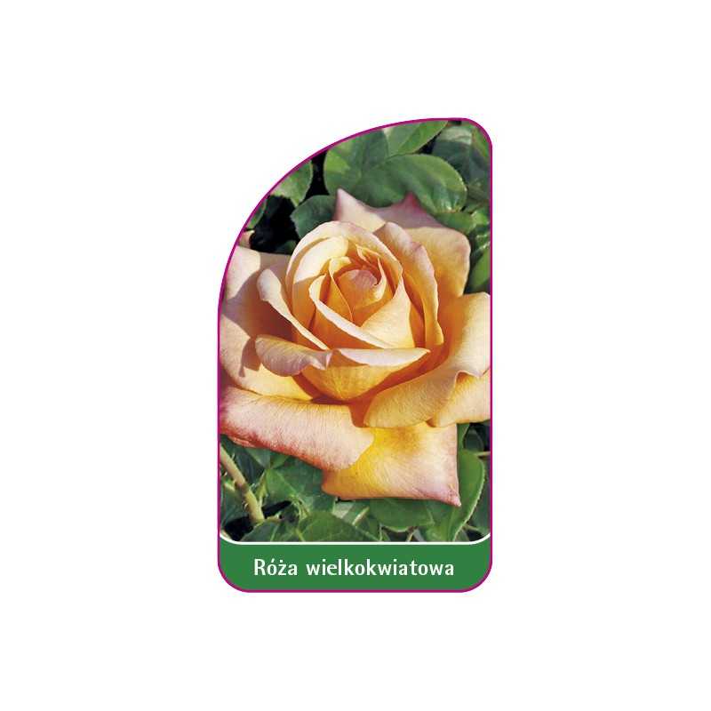 roza-wielkokwiatowa-205-mini1