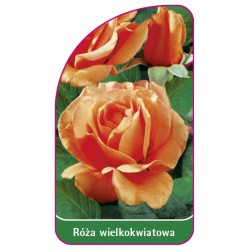 Róża wielkokwiatowa 206 B (mini)