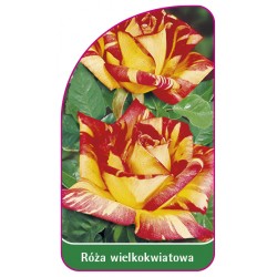 Róża wielkokwiatowa 207 (mini)