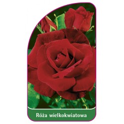 Róża wielkokwiatowa 208 B (mini)