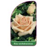 roza-wielkokwiatowa-214-mini1