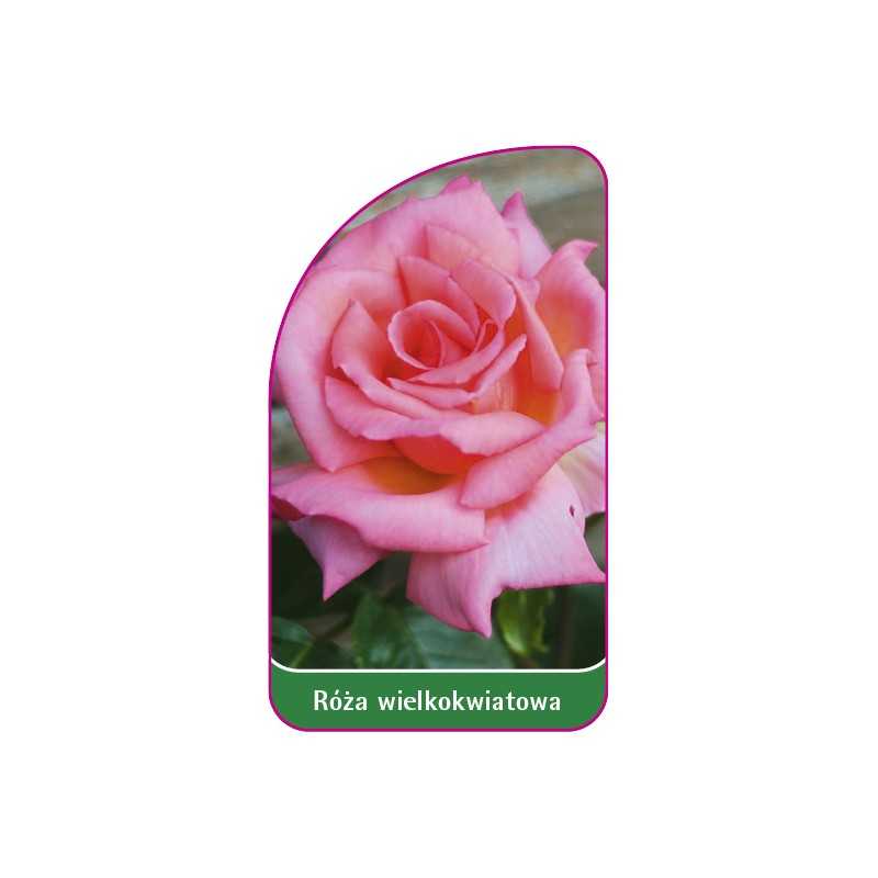 roza-wielkokwiatowa-218-a-mini1