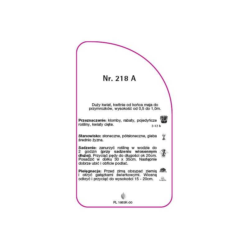 roza-wielkokwiatowa-218-a-mini0